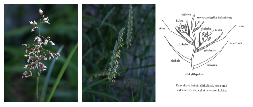 Kolme kuvaa, jossa vasemmanpuoleisessa kukkiva maarianheinä, keskimmäisessä kukkiva nittyjuola ja oikeanpuoleisessa kaavakuva heinän kukasta.