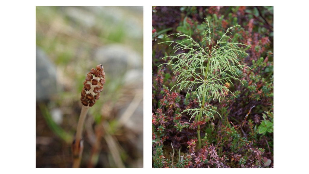 Kaksi kuvaa, jossa vasemmanpuoleisessa peltokortteen itiötähkä, ja oikeanpuoleisessa metsäkorte, jossa itiötähkä.