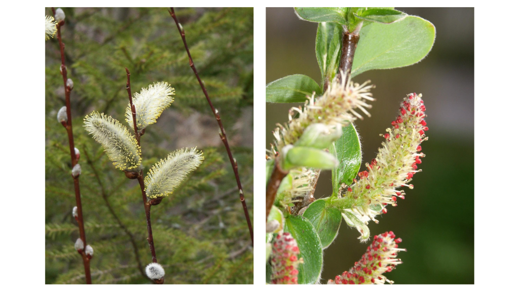 Kaksi kuvaa, jossa vasemmanpuoleisessa kukkiva kiiltopaju, ja oikeanpuoleisessa kukkiva tunturipaju.