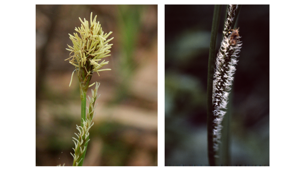Kaksi kuvaa, jossa vasemmanpuoleisessa kukkiva tuppisara, ja oikeanpuoleisessa kukkiva vesisara.